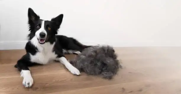 Border collie beside a pile of brushed-out coat after a de-shed groom.