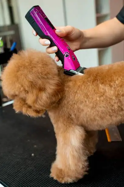 Apricot poodle receiving a full body clip with clippers on the grooming table.