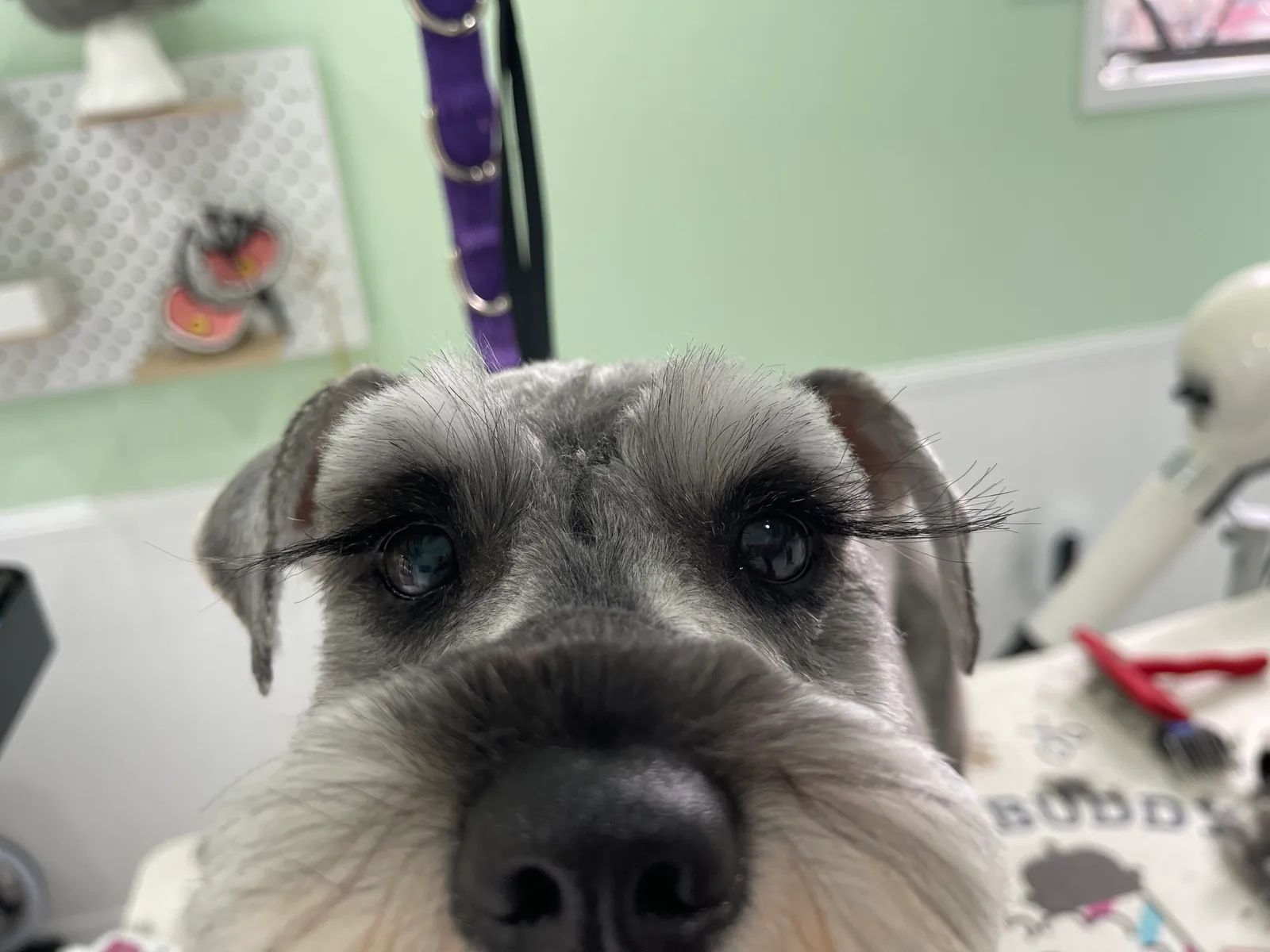 Miniature schnauzer close-up after a careful face trim at Fluffy Buddy.