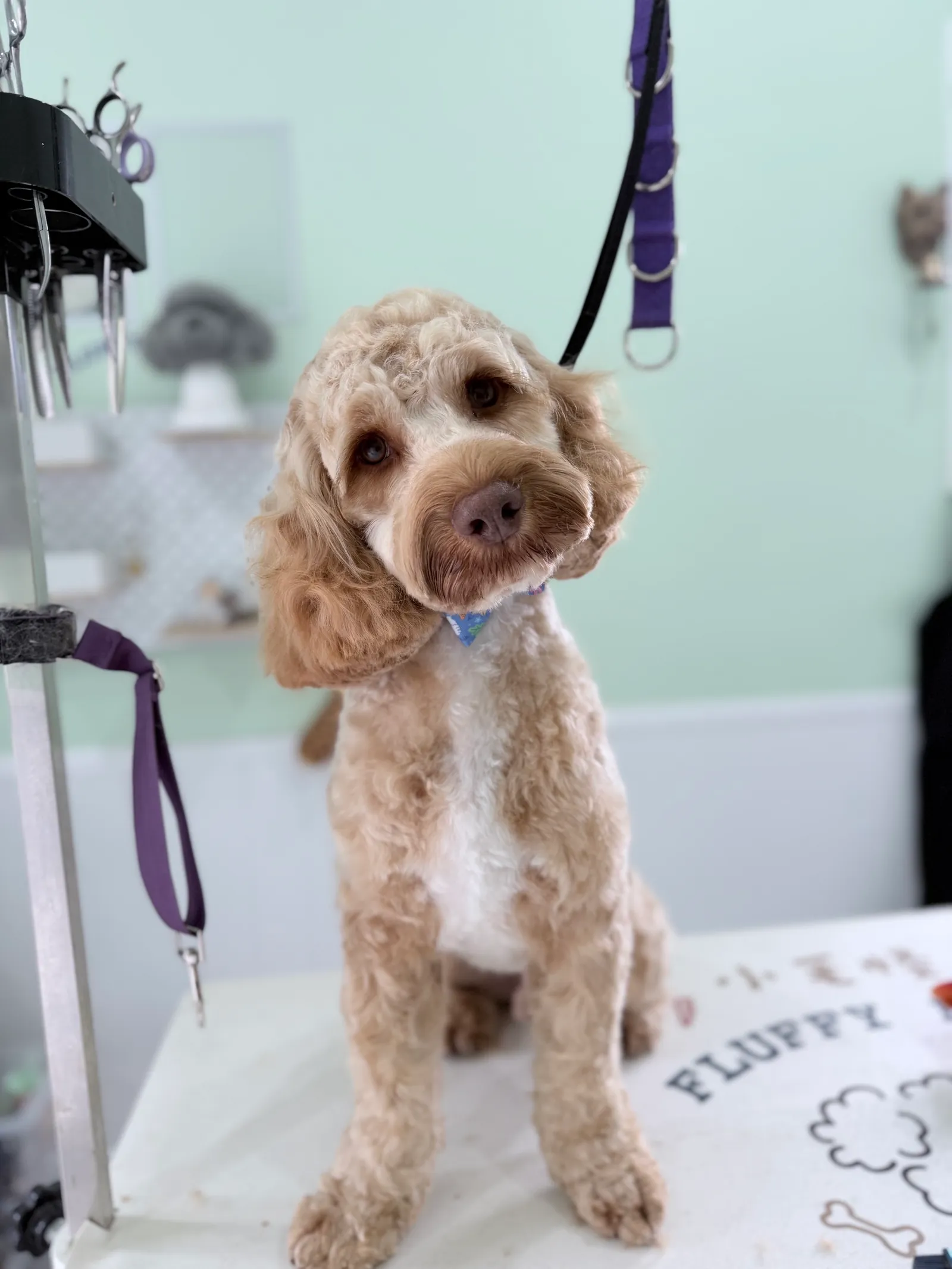 Apricot doodle sitting on the Fluffy Buddy grooming table after a trim.