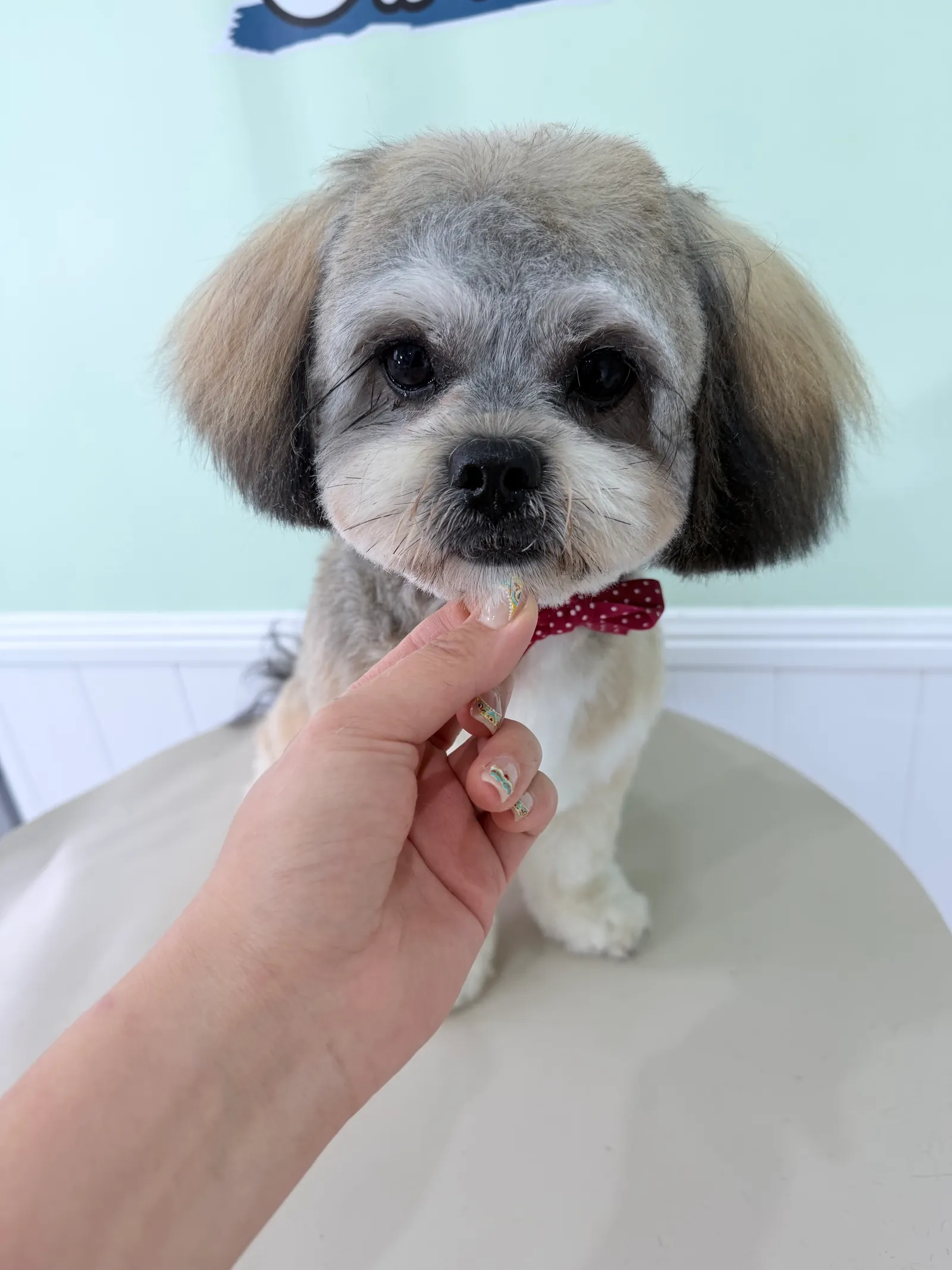 Grey and tan dog with a red polka-dot bow tie on the grooming table.