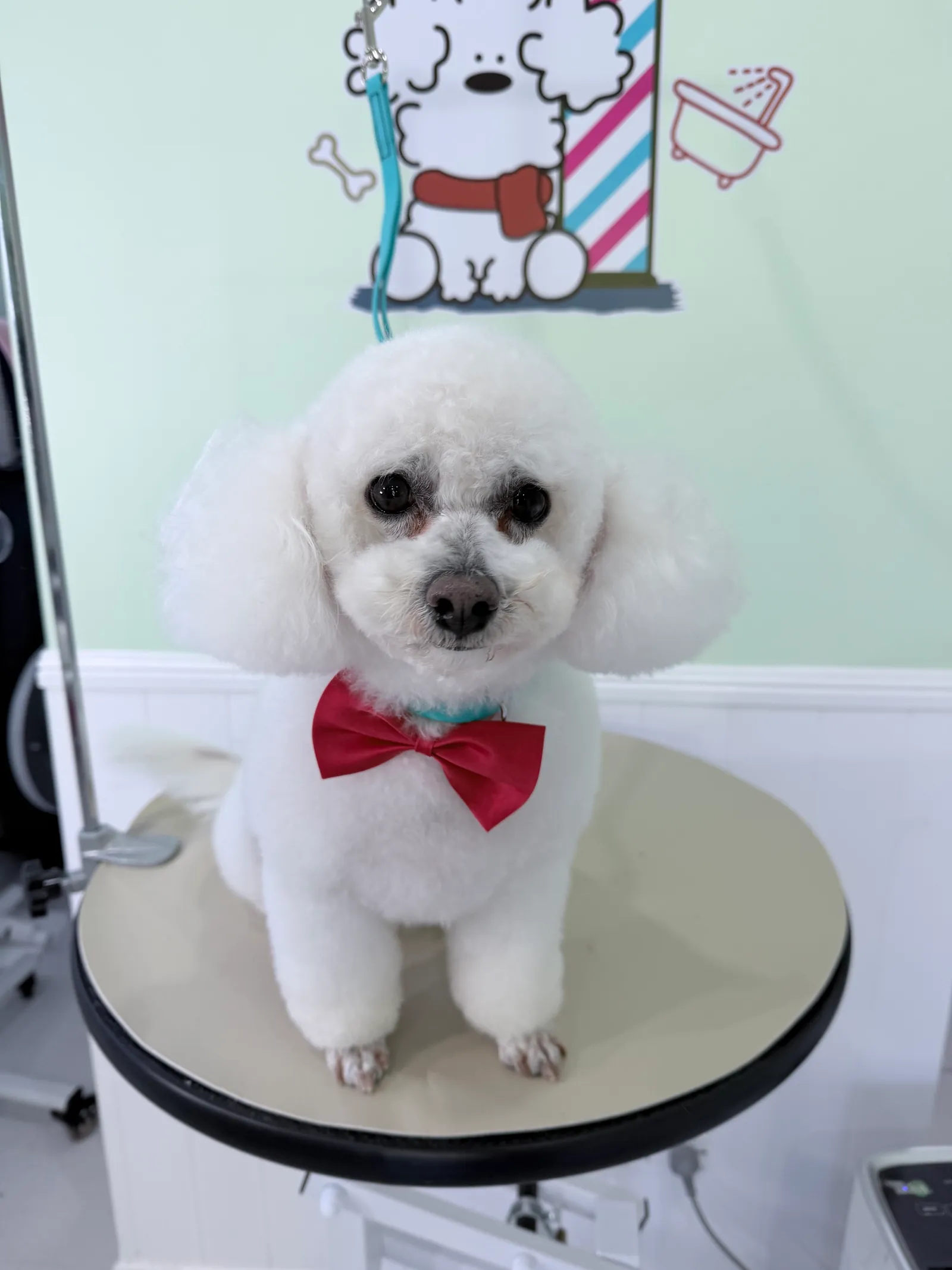 White fluffy dog with a red bow tie in front of the Fluffy Buddy salon mural.